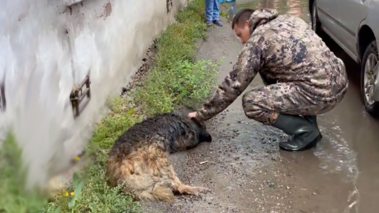 AK Amidst exhaustion and abandonment, the weary dog, weary of the search for shelter, lay vulnerable in the rain. Fortunately, a compassionate soldier stumbled upon the ailing canine, igniting a poignant tale of rescue, redemption, and the enduring bond between man and his loyal companion.