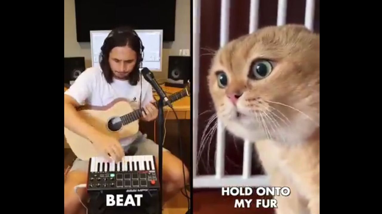 THE KIFFNESS X OH LONG JOHNSON 2.0 HOLD ONTO MY FUR (TALKING CAT SONG