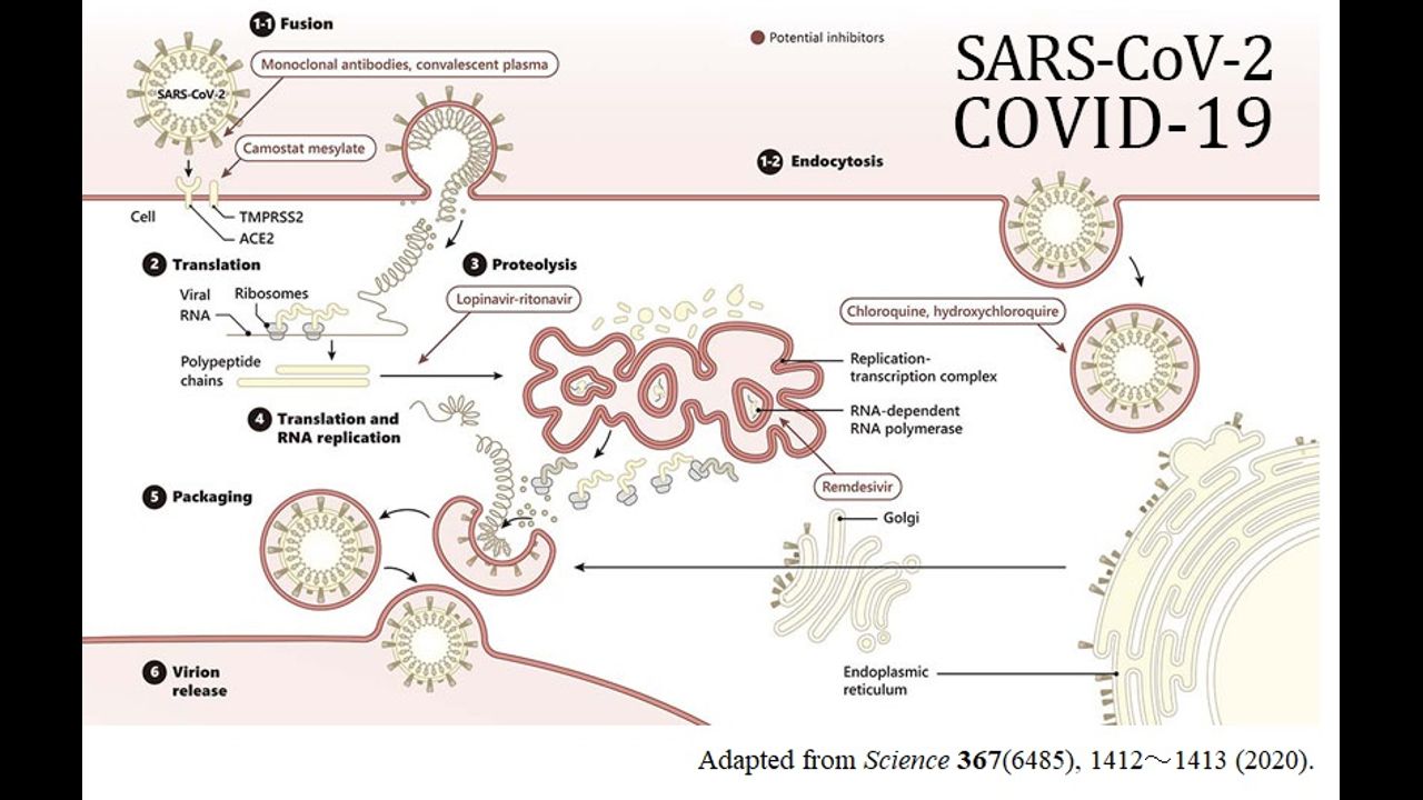 Коронавирус 2 типа. Коронавирус строение вируса Covid 19. Коронавирус SARS-cov-2. Строение коронавируса SARS-cov-2. Коронавирус схема строения.