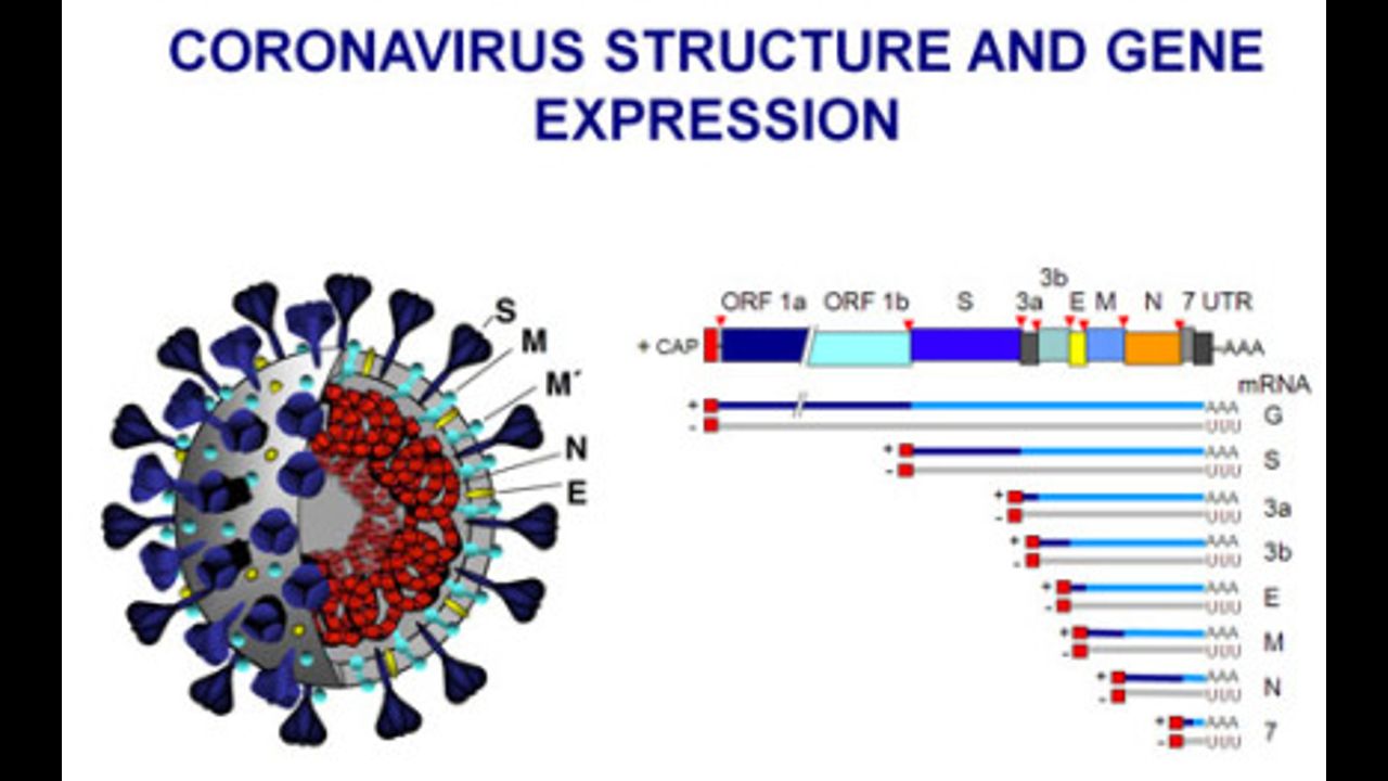 Коронавирус первый симптомы. Коронавирус. Коронавирус диаграмма. История появления коронавируса. Коронавирус в графике.