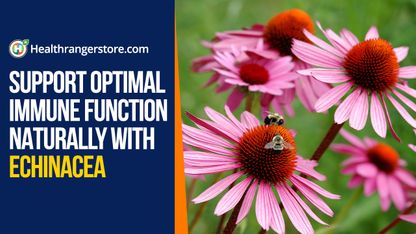 Support optimal immune function naturally with echinacea