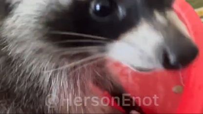 It's Raccoon Appreciation Time - Wash your Food and Eat
