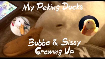 My Pet Ducks: Bubba & Sissy