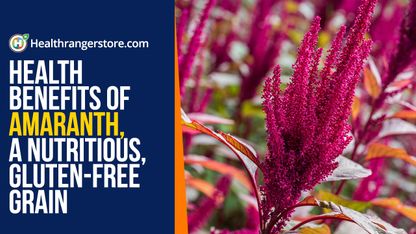 Health benefits of amaranth, a nutritious, gluten-free grain