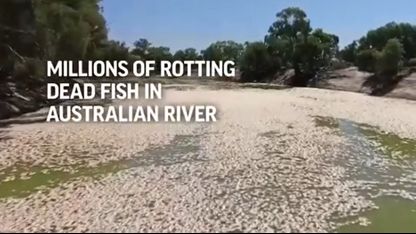 Environmental Disaster in Australia - Millions of Dead Fish Since Friday