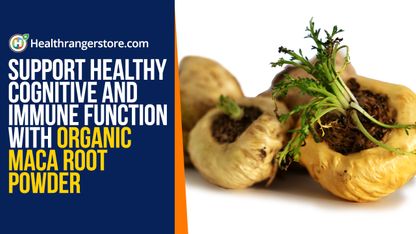 Support healthy cognitive and immune function with organic maca root powder