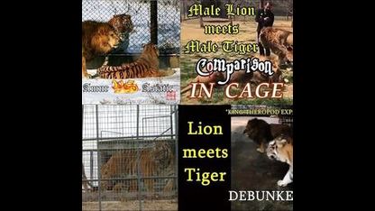 Lion meets Tiger in Cage (Series)
