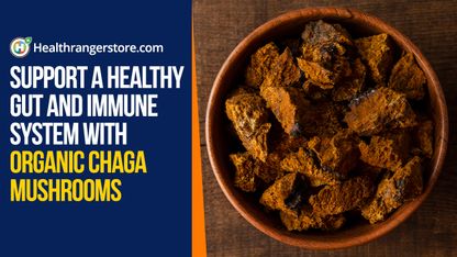 Support a healthy gut and immune system with organic chaga mushrooms