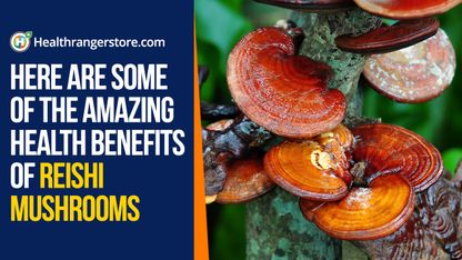 Here are some of the amazing health benefits of reishi mushrooms