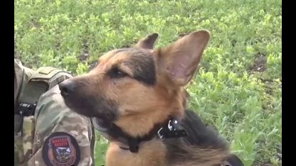 Bad News - The Dog named 'Bandit' - Mascot of the RU Marine Corps of the Pacific Fleet - Bandit is 'Missing In Action' during Shelling - Pray that he is Found Safe.